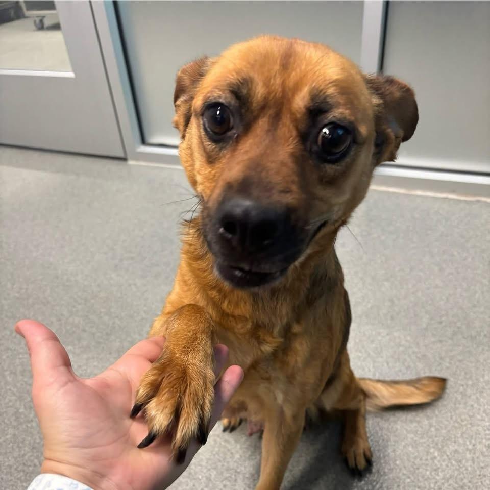 Wendy, Adoptable, Adult Female Mixed Breed.