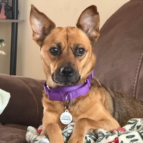 Enlarge Wendy, a Adoptable Mixed Breed in Raleigh, NC image 2/6