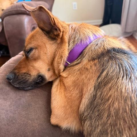 Enlarge Wendy, a Adoptable Mixed Breed in Raleigh, NC image 3/6