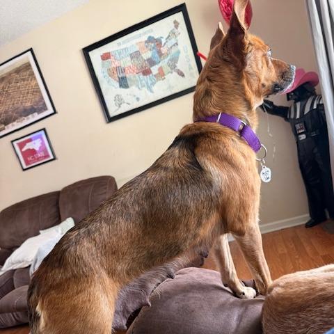 Enlarge Wendy, a Adoptable Mixed Breed in Raleigh, NC image 4/6