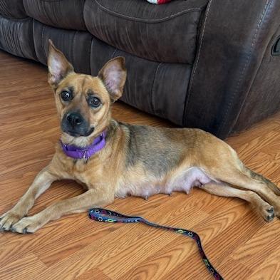 Enlarge Wendy, a Adoptable Mixed Breed in Raleigh, NC image 5/6