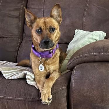 Enlarge Wendy, a Adoptable Mixed Breed in Raleigh, NC image 6/6