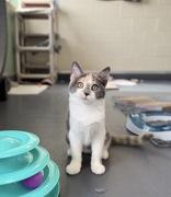 Piyomon, Adopted, Young Female Domestic Short Hair.