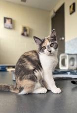 Enlarge Piyomon, a Adopted mixed breed in Eagle, CO image 2/4