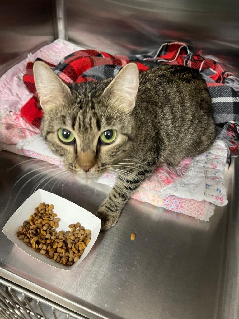 Cornbread, Adoptable, Adult Female Domestic Short Hair.