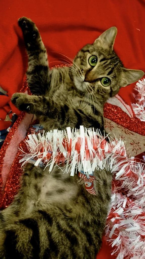 Enlarge Cornbread, a Adoptable mixed breed in Grand Forks, ND image 2/6