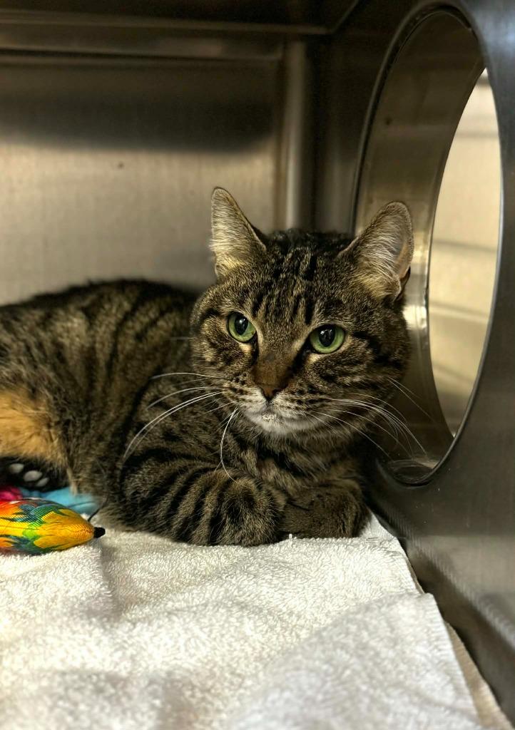 Enlarge Cornbread, a Adoptable mixed breed in Grand Forks, ND image 3/6