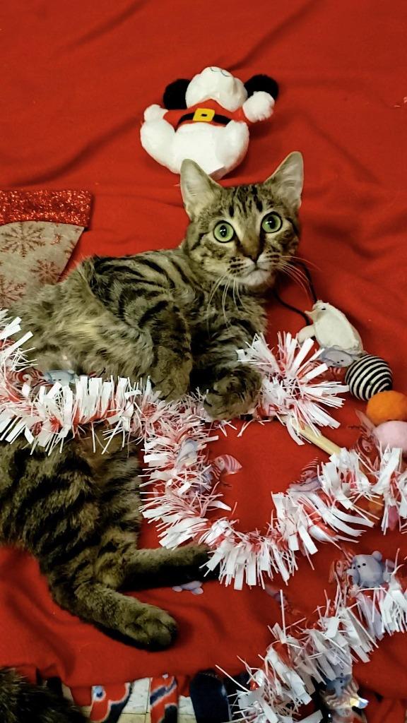 Enlarge Cornbread, a Adoptable mixed breed in Grand Forks, ND image 4/6