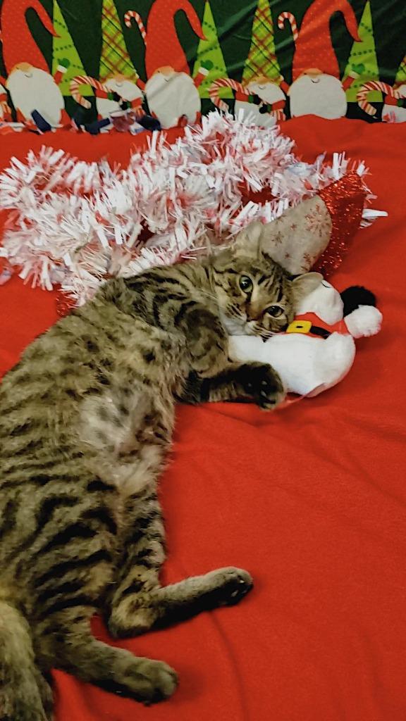 Enlarge Cornbread, a Adoptable mixed breed in Grand Forks, ND image 5/6