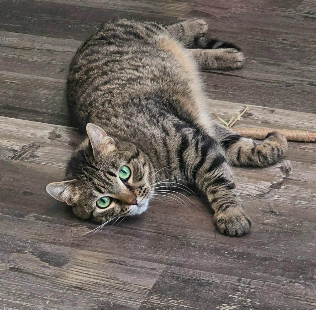 Enlarge Cornbread, a Adoptable mixed breed in Grand Forks, ND image 6/6