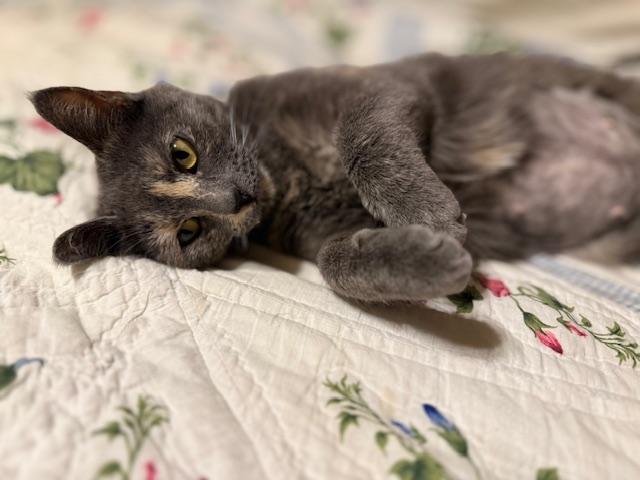 Enlarge Squeaky, a ADOPTABLE Domestic Short Hair in Fort Worth, TX image 6/6