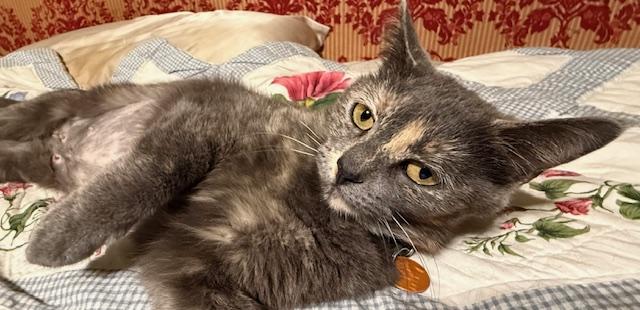 Enlarge Squeaky, a ADOPTABLE Domestic Short Hair in Fort Worth, TX image 3/6