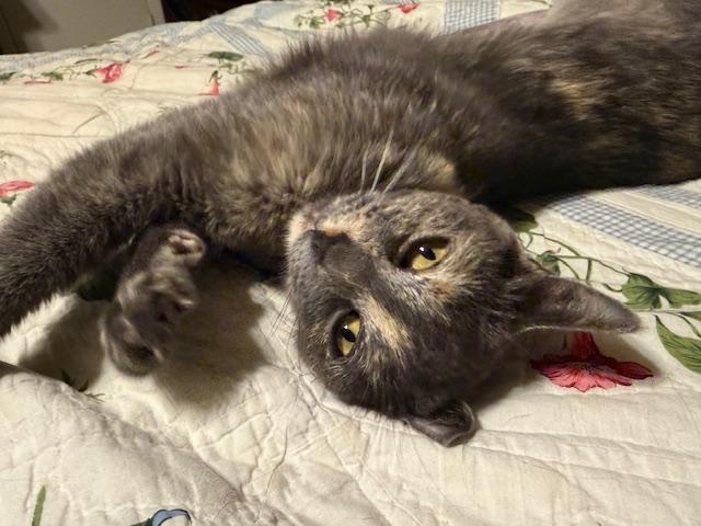 Enlarge Squeaky, a ADOPTABLE Domestic Short Hair in Fort Worth, TX image 2/6