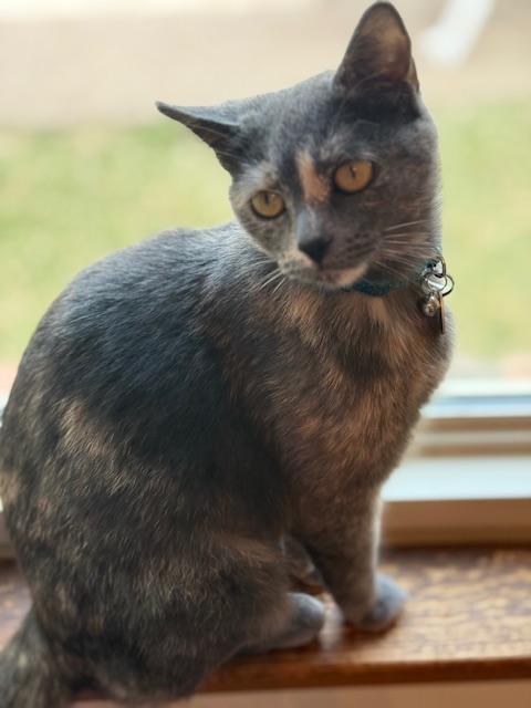 Enlarge Squeaky, a ADOPTABLE Domestic Short Hair in Fort Worth, TX image 5/6
