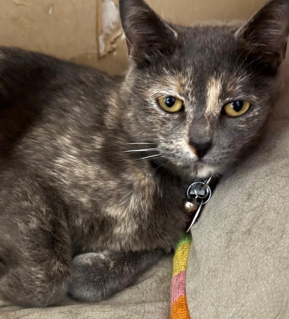 Enlarge Squeaky, a ADOPTABLE Domestic Short Hair in Fort Worth, TX image 4/6