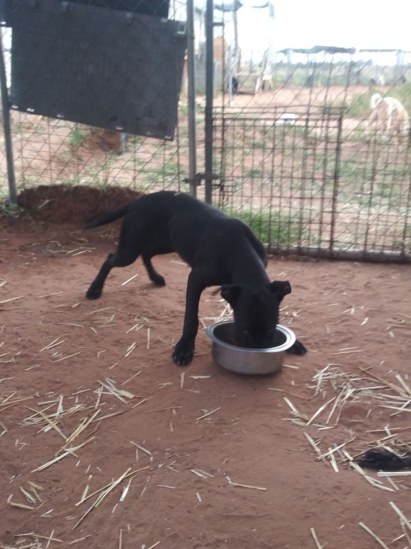 Enlarge Little Black , a Adoptable mixed breed in Anton, TX image 1/4