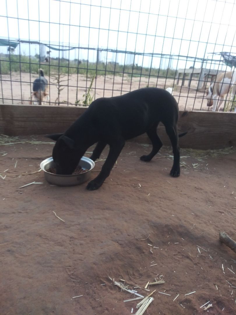 Enlarge Little Black , a Adoptable mixed breed in Anton, TX image 2/4