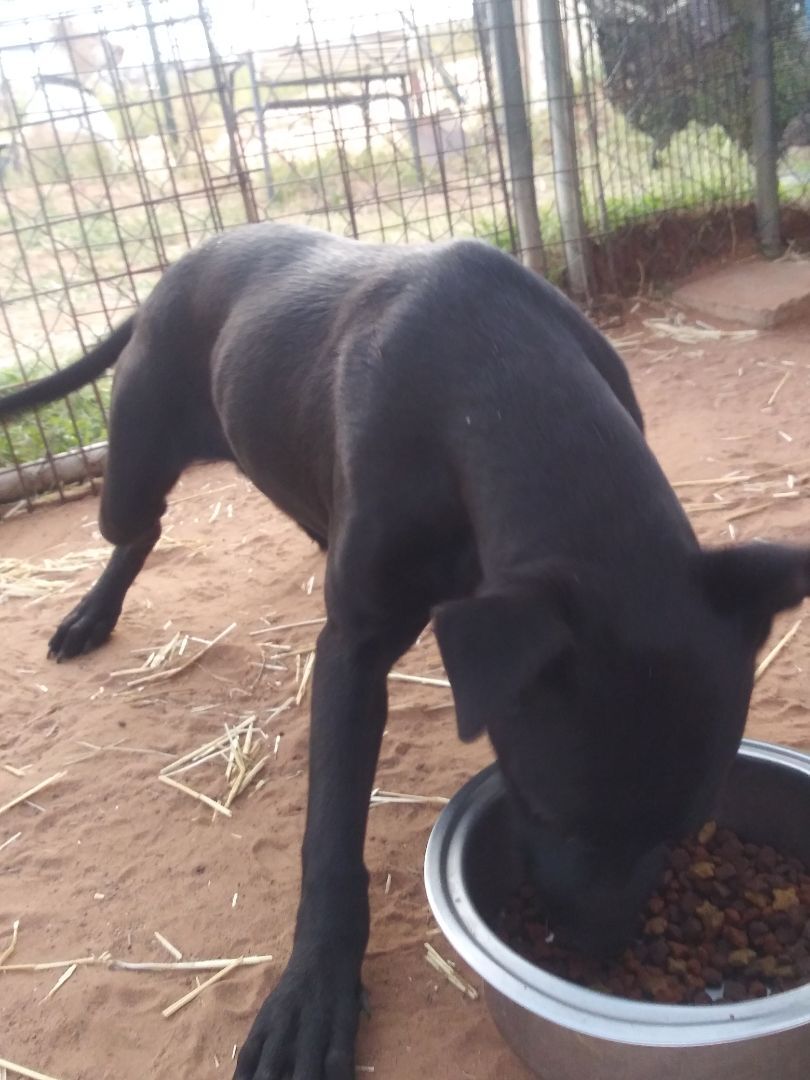 Enlarge Little Black , a Adoptable mixed breed in Anton, TX image 3/4