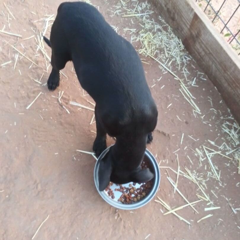 Enlarge Little Black , a Adoptable mixed breed in Anton, TX image 4/4