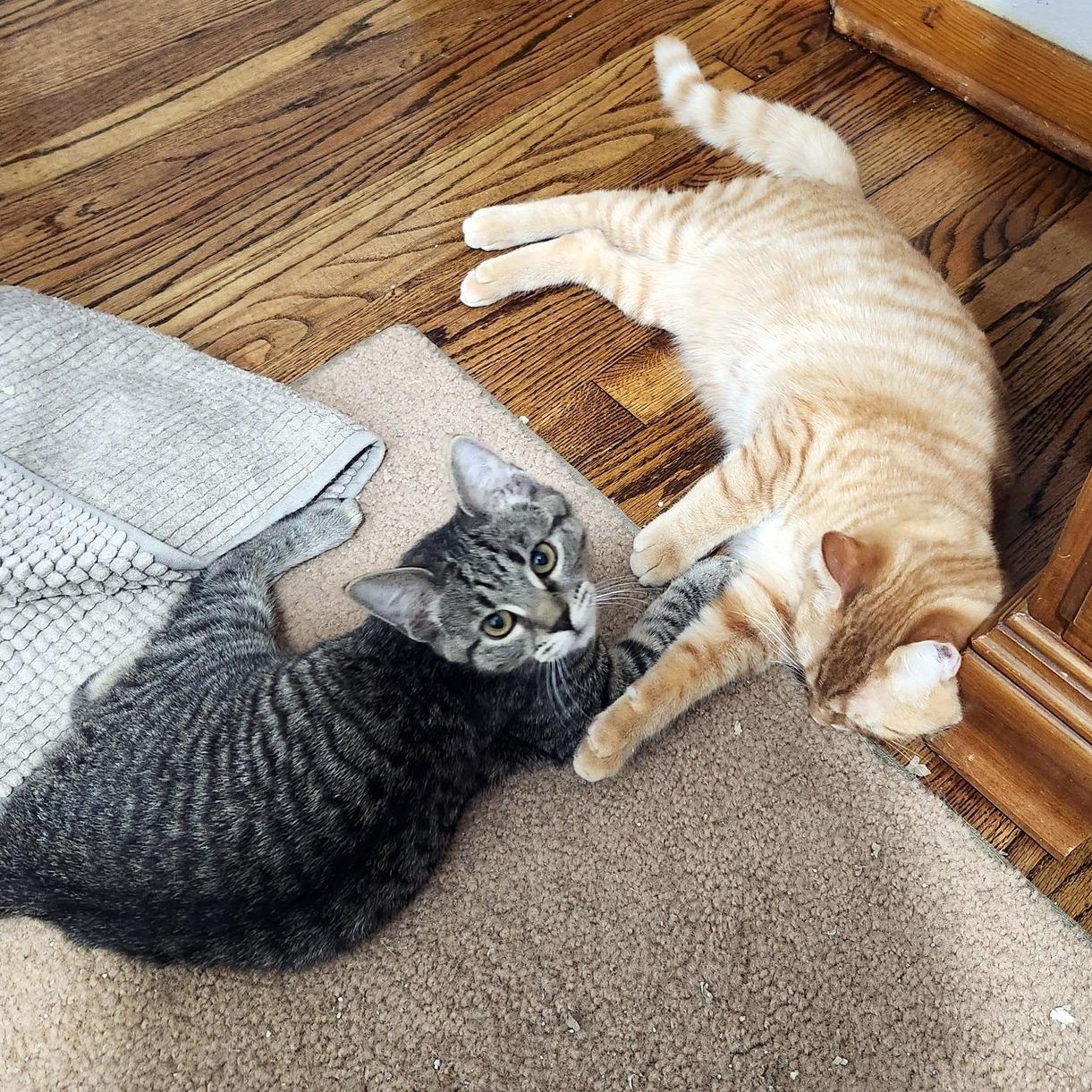 Babina, a ADOPTABLE Domestic Short Hair in Pittsburgh, PA image 6/6