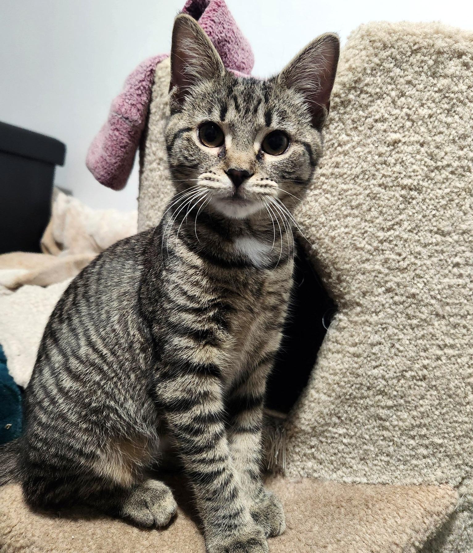 Babina, a ADOPTABLE Domestic Short Hair in Pittsburgh, PA image 3/6