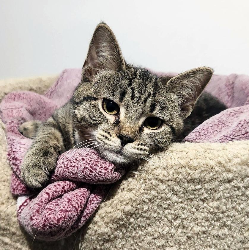 Babina, a ADOPTABLE Domestic Short Hair in Pittsburgh, PA image 2/6