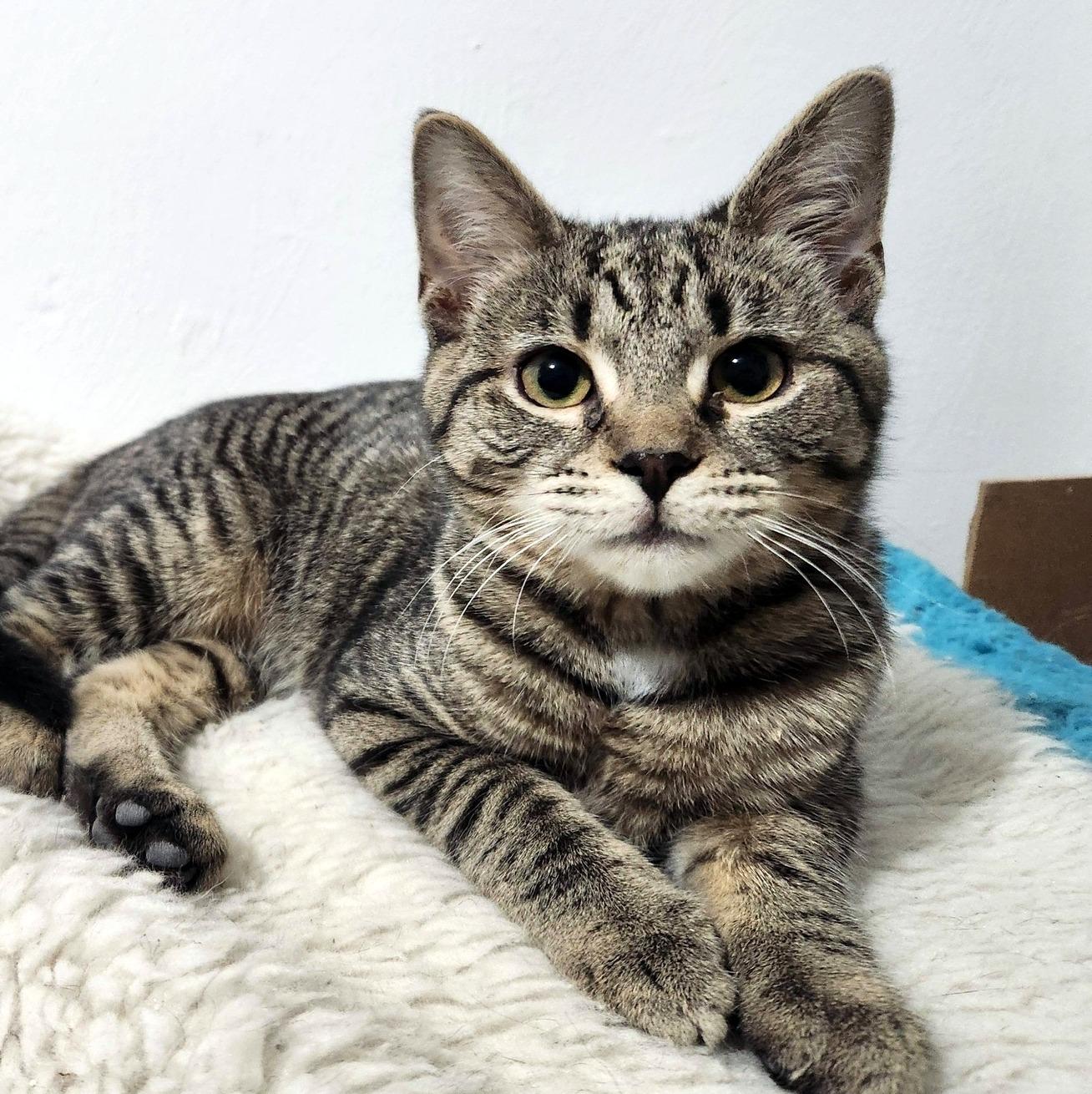 Babina, ADOPTABLE, Kitten Female Domestic Short Hair.