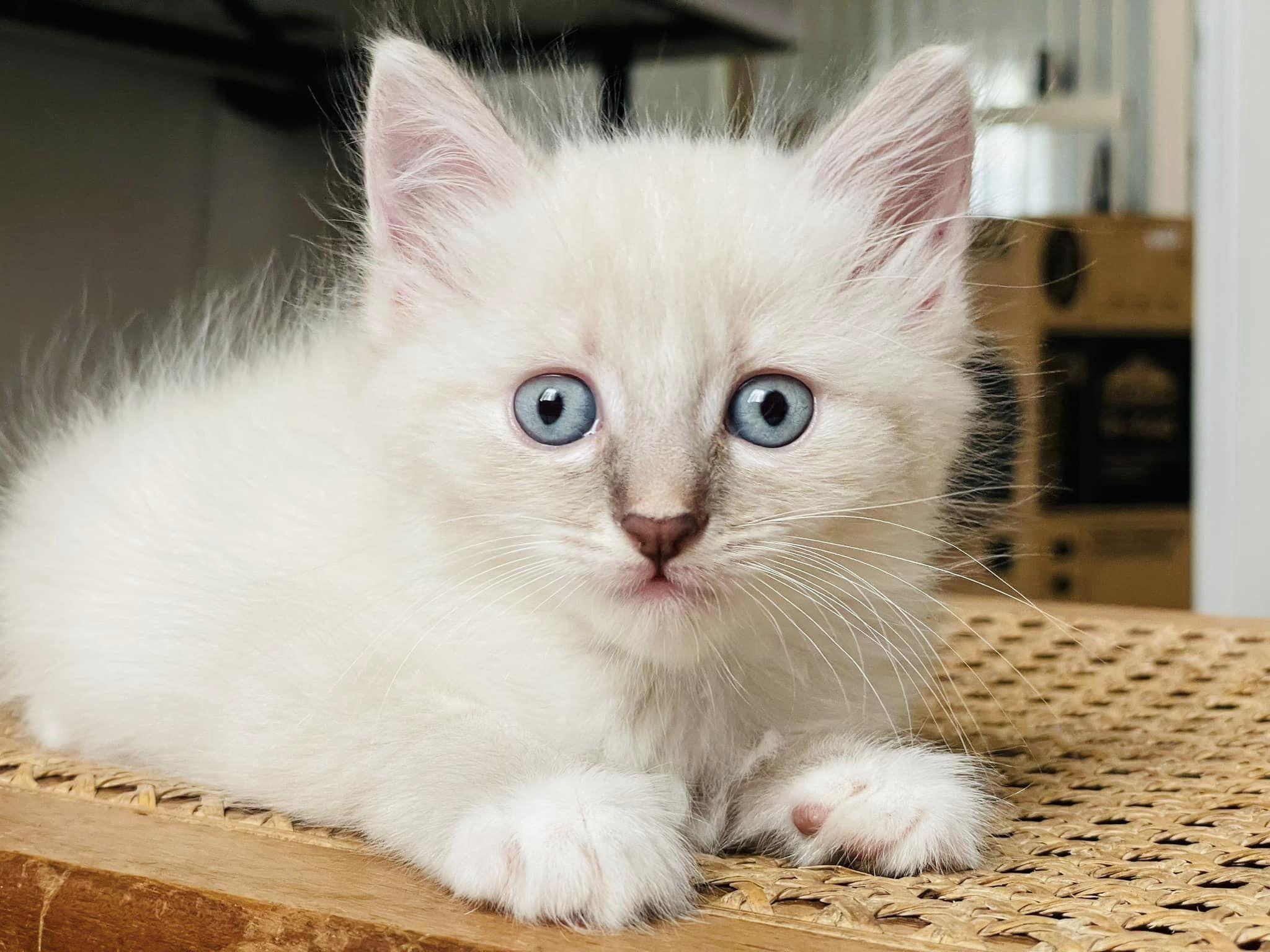 Enlarge Little Edie, a Adopted Domestic Medium Hair in Honolulu, HI image 1/1