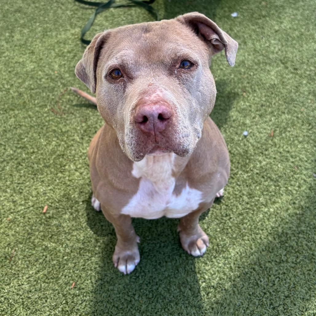 Guera, Adoptable, Senior Female Pit Bull Terrier & Rhodesian Ridgeback.