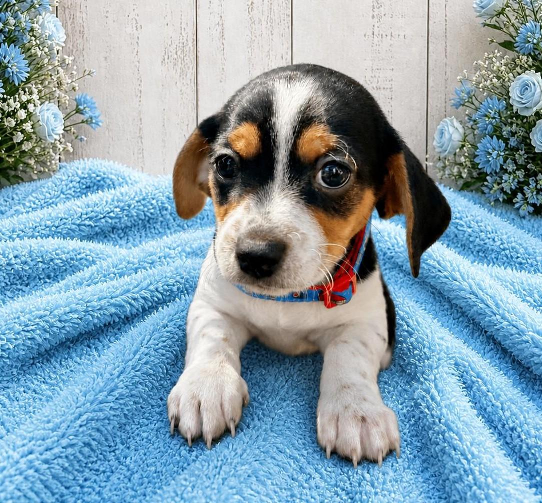 Enlarge Ziggy, a Adoptable mixed breed in Nanaimo , BC image 4/4
