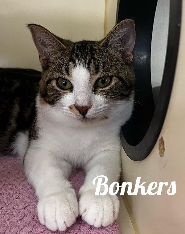 Bonkers, Adoptable, Young Female Domestic Short Hair.