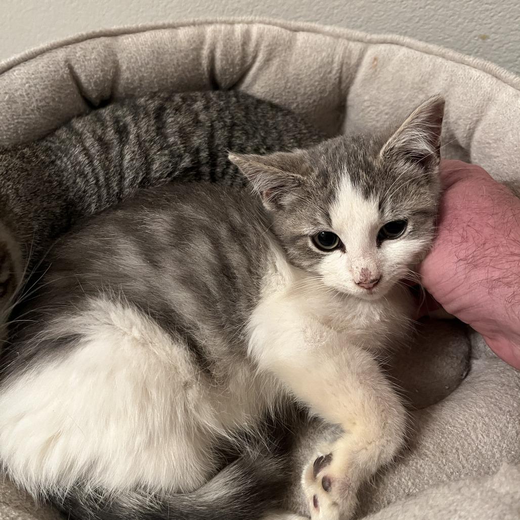 Oscar, Adoptable, Kitten Male Domestic Short Hair.