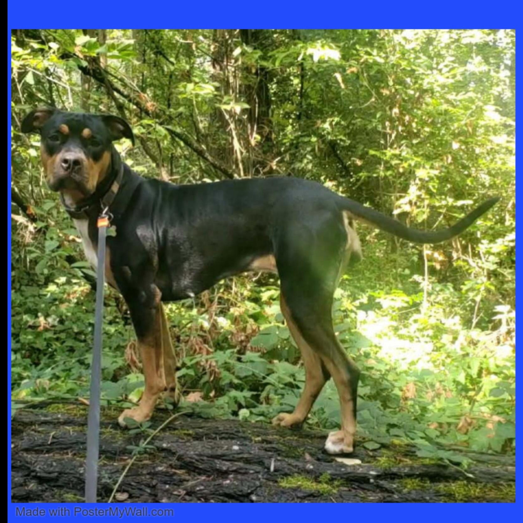 Enlarge Rosie Girl, a Adoptable mixed breed in Beaverton, OR image 4/6