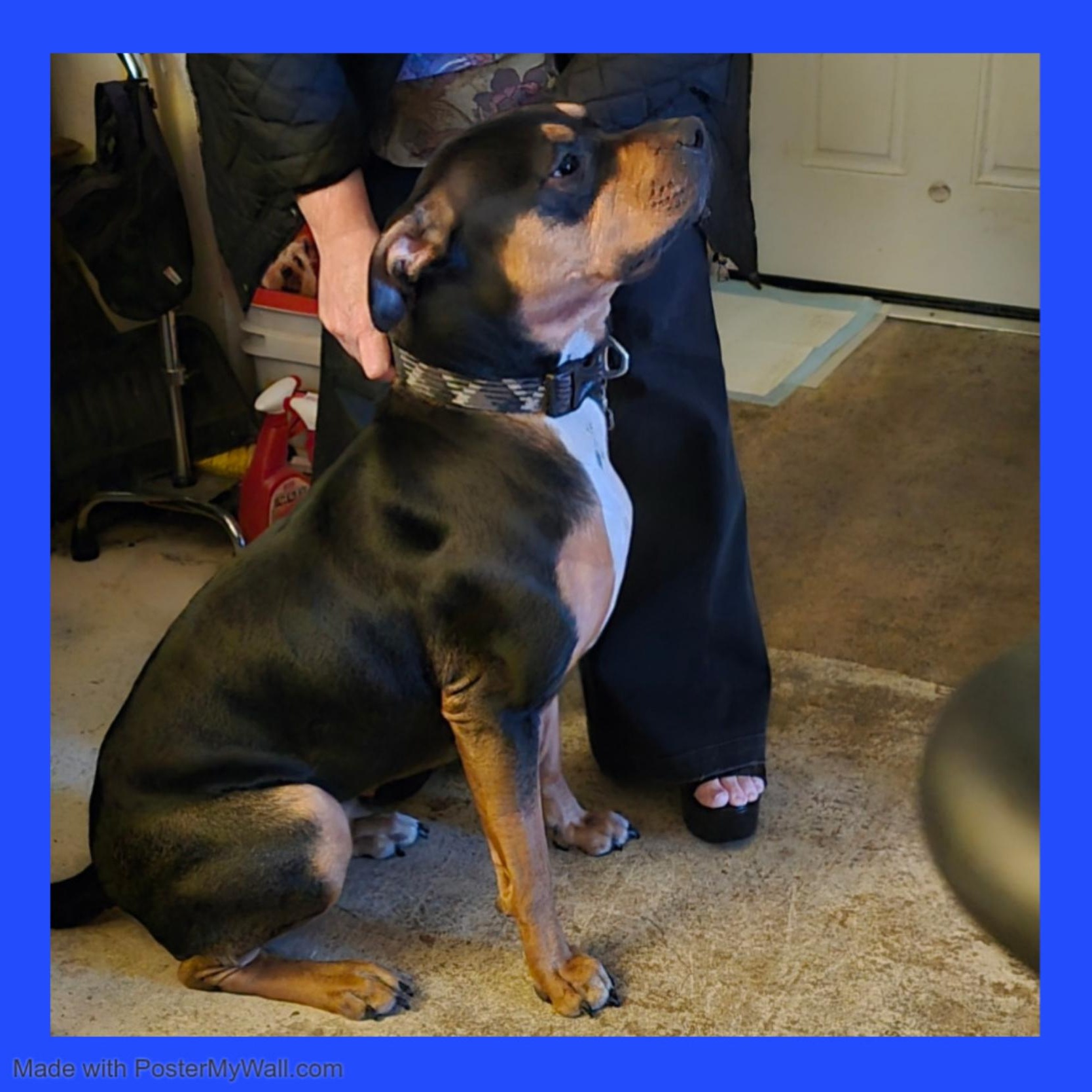 Enlarge Rosie Girl, a Adoptable mixed breed in Beaverton, OR image 3/6
