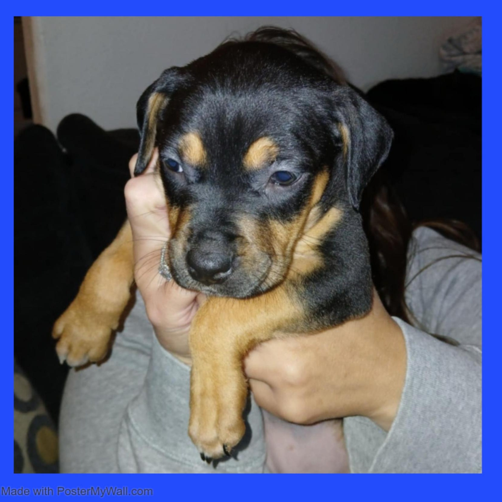 Enlarge Rosie Girl, a Adoptable mixed breed in Beaverton, OR image 6/6