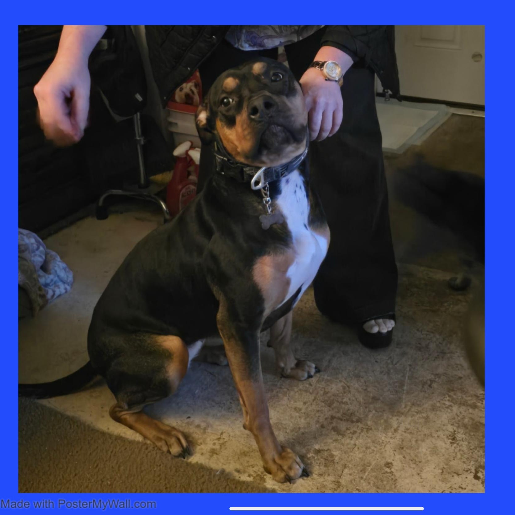Enlarge Rosie Girl, a Adoptable mixed breed in Beaverton, OR image 5/6