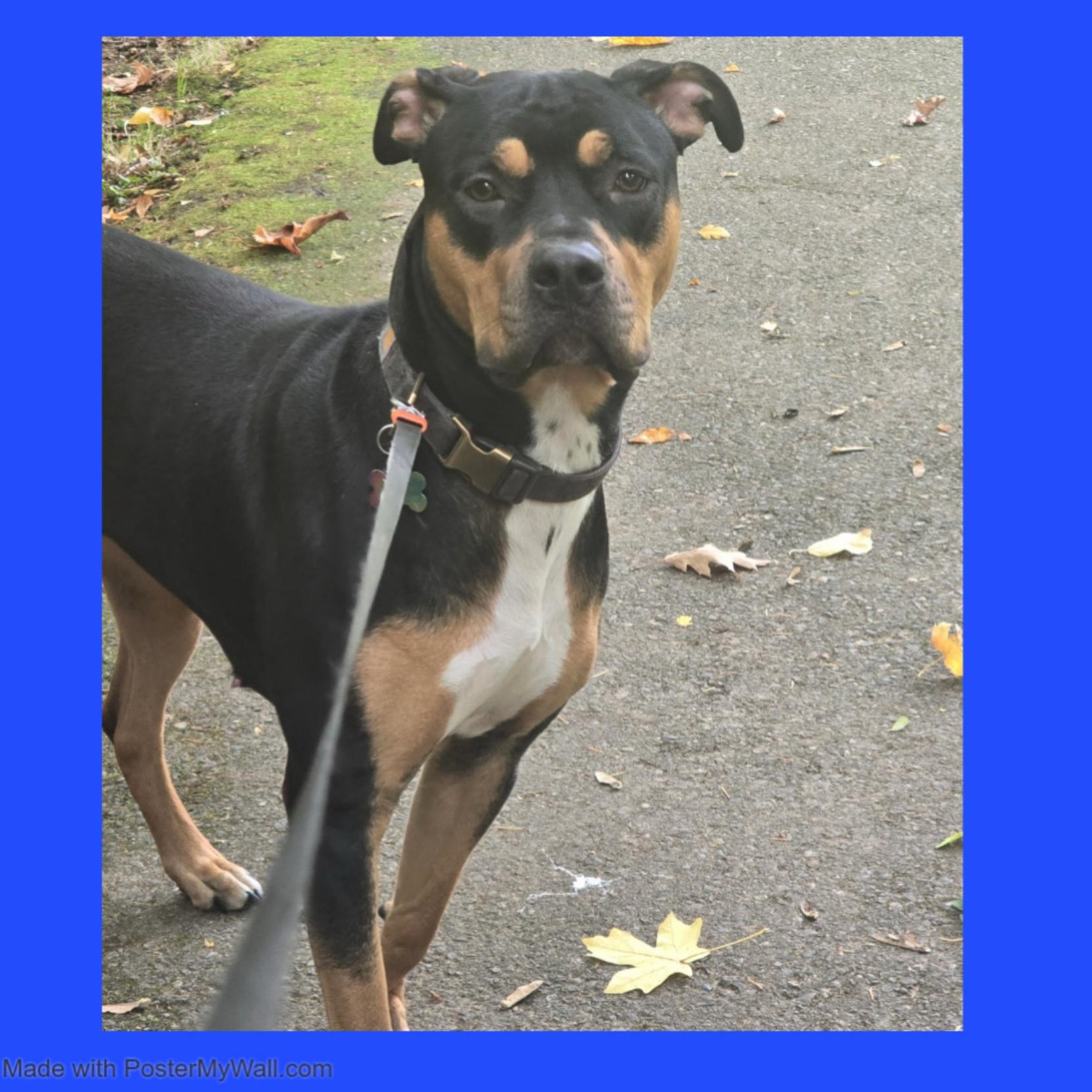 Enlarge Rosie Girl, a Adoptable mixed breed in Beaverton, OR image 2/6