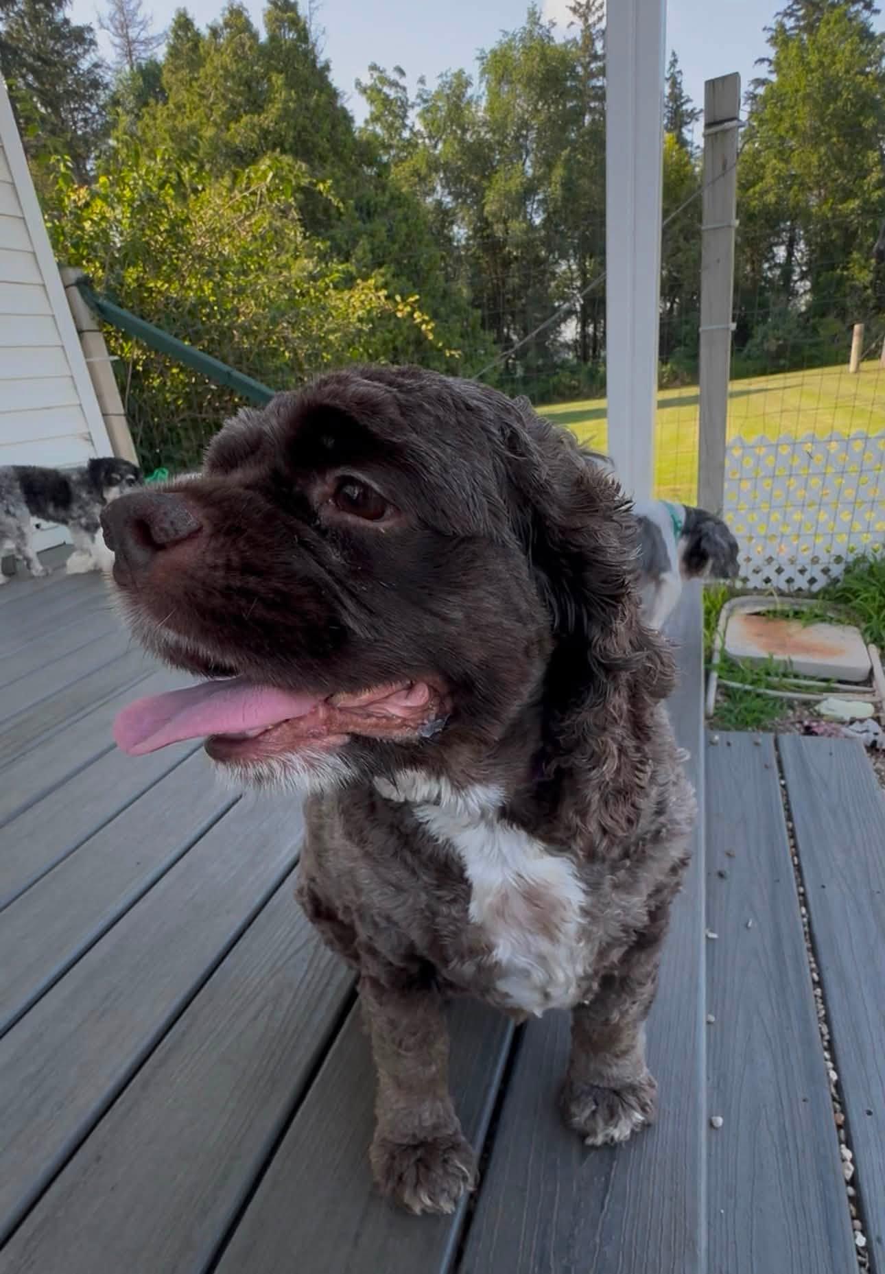 Enlarge Pretzel, a ADOPTABLE Cocker Spaniel in Decorah, IA image 3/6