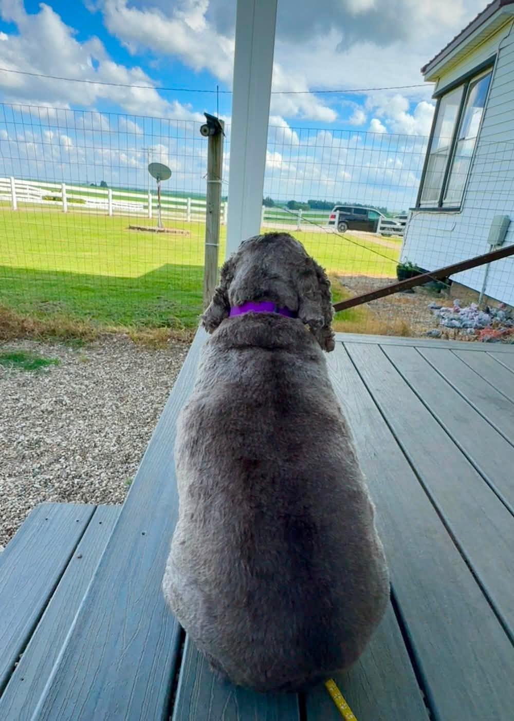 Enlarge Pretzel, a ADOPTABLE Cocker Spaniel in Decorah, IA image 6/6