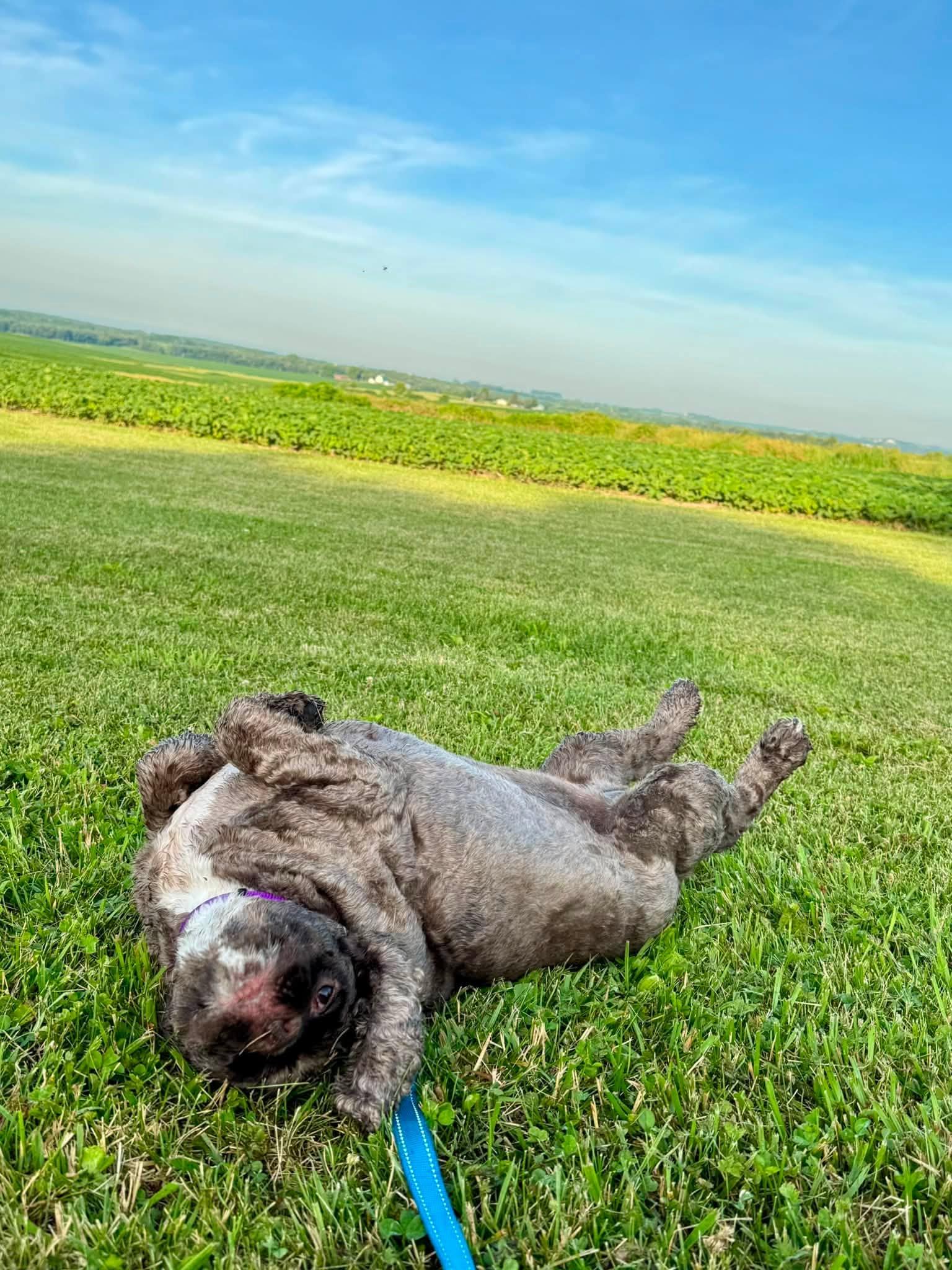 Enlarge Pretzel, a ADOPTABLE Cocker Spaniel in Decorah, IA image 5/6