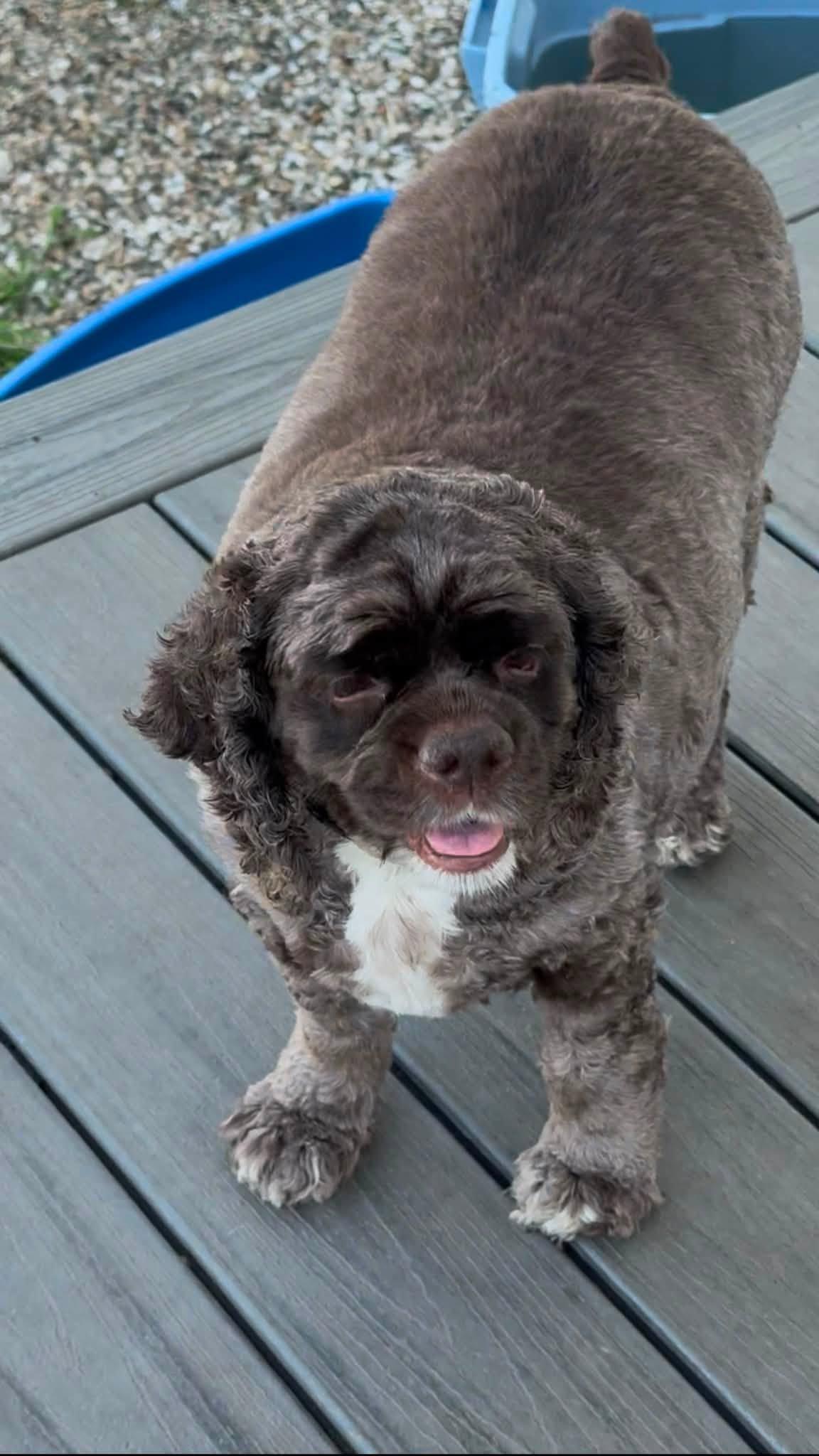 Enlarge Pretzel, a ADOPTABLE Cocker Spaniel in Decorah, IA image 2/6