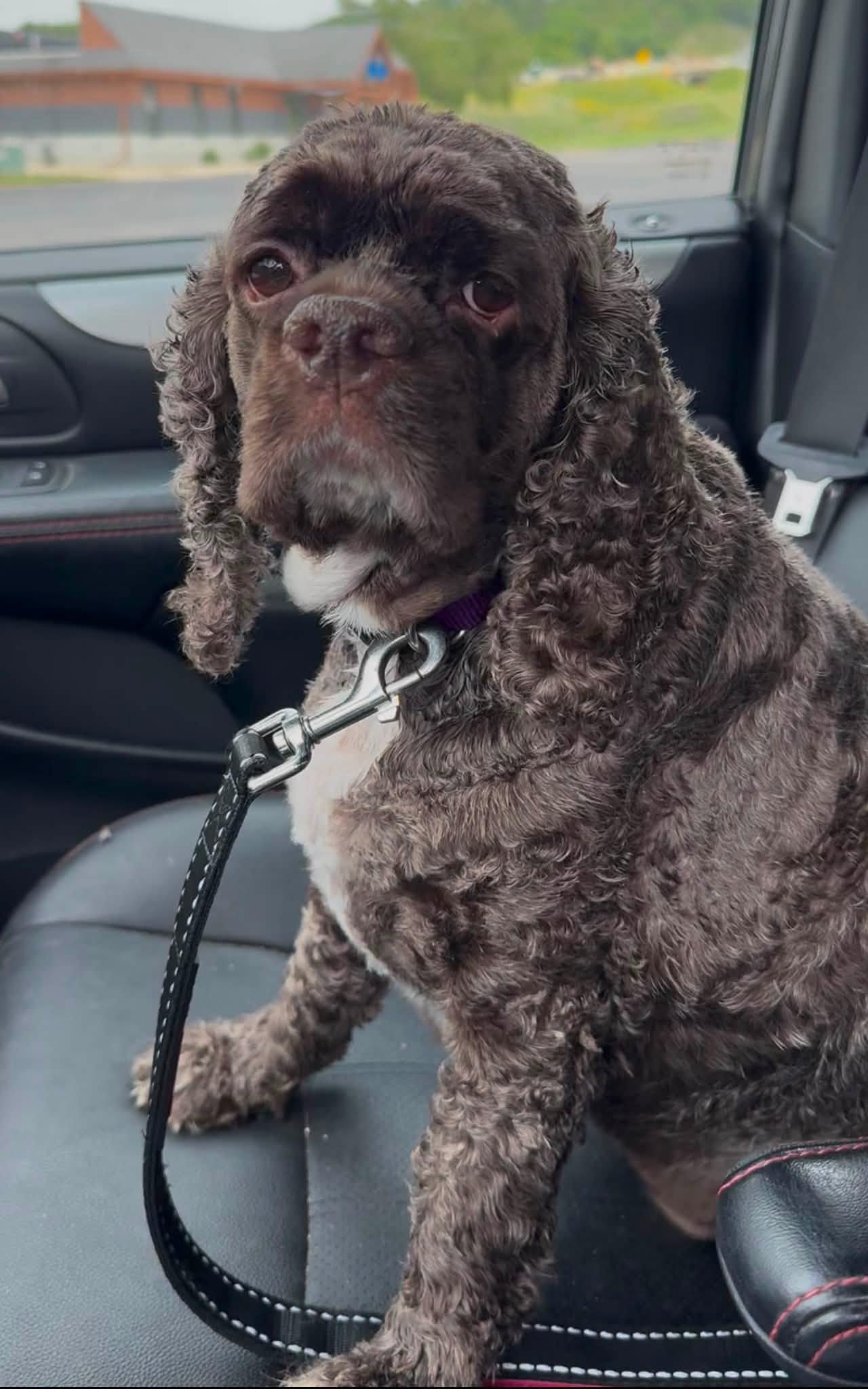 Pretzel, ADOPTABLE, Adult Female Cocker Spaniel.