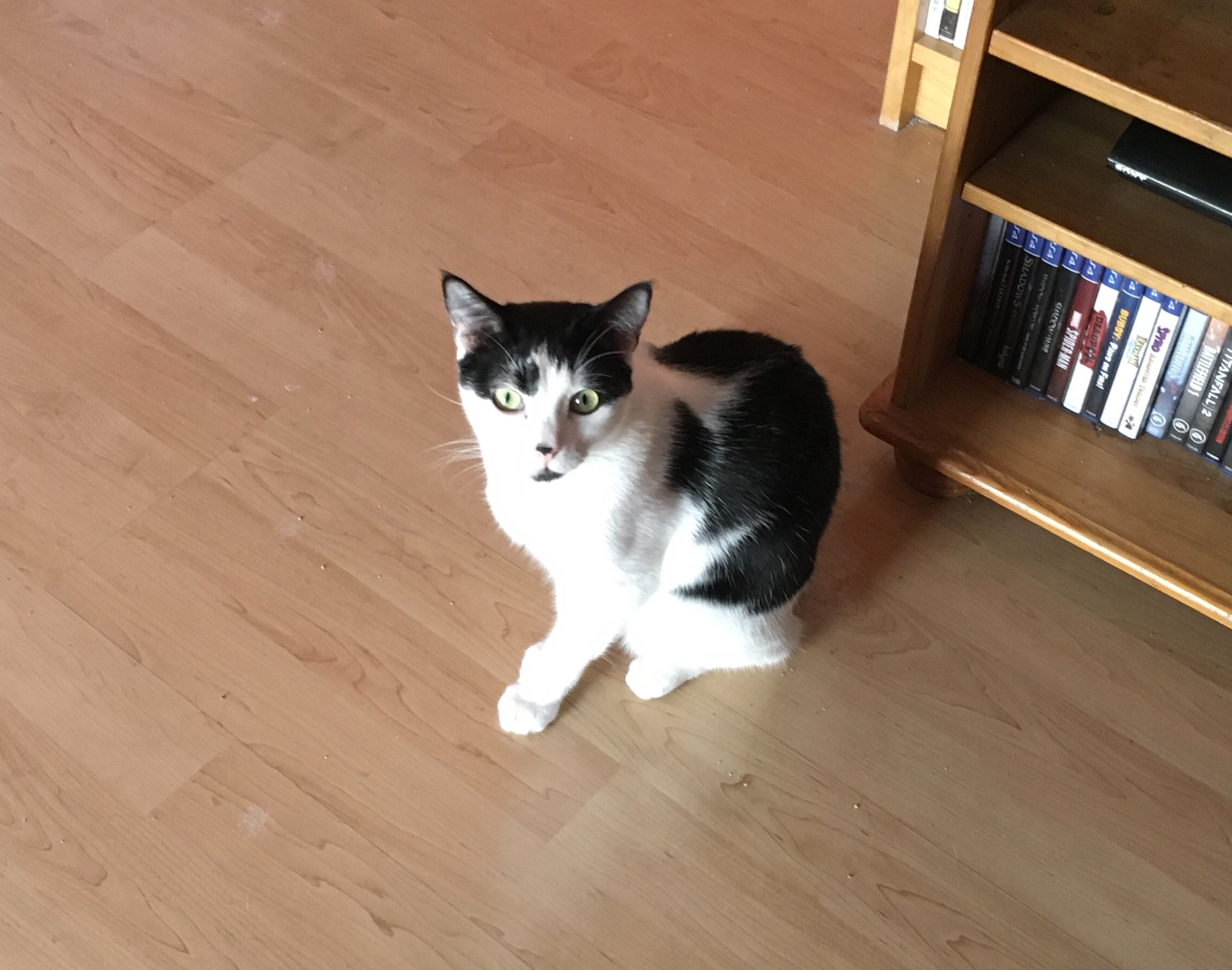 Quade, a Adoptable Domestic Short Hair in Tustin, CA image 1/3