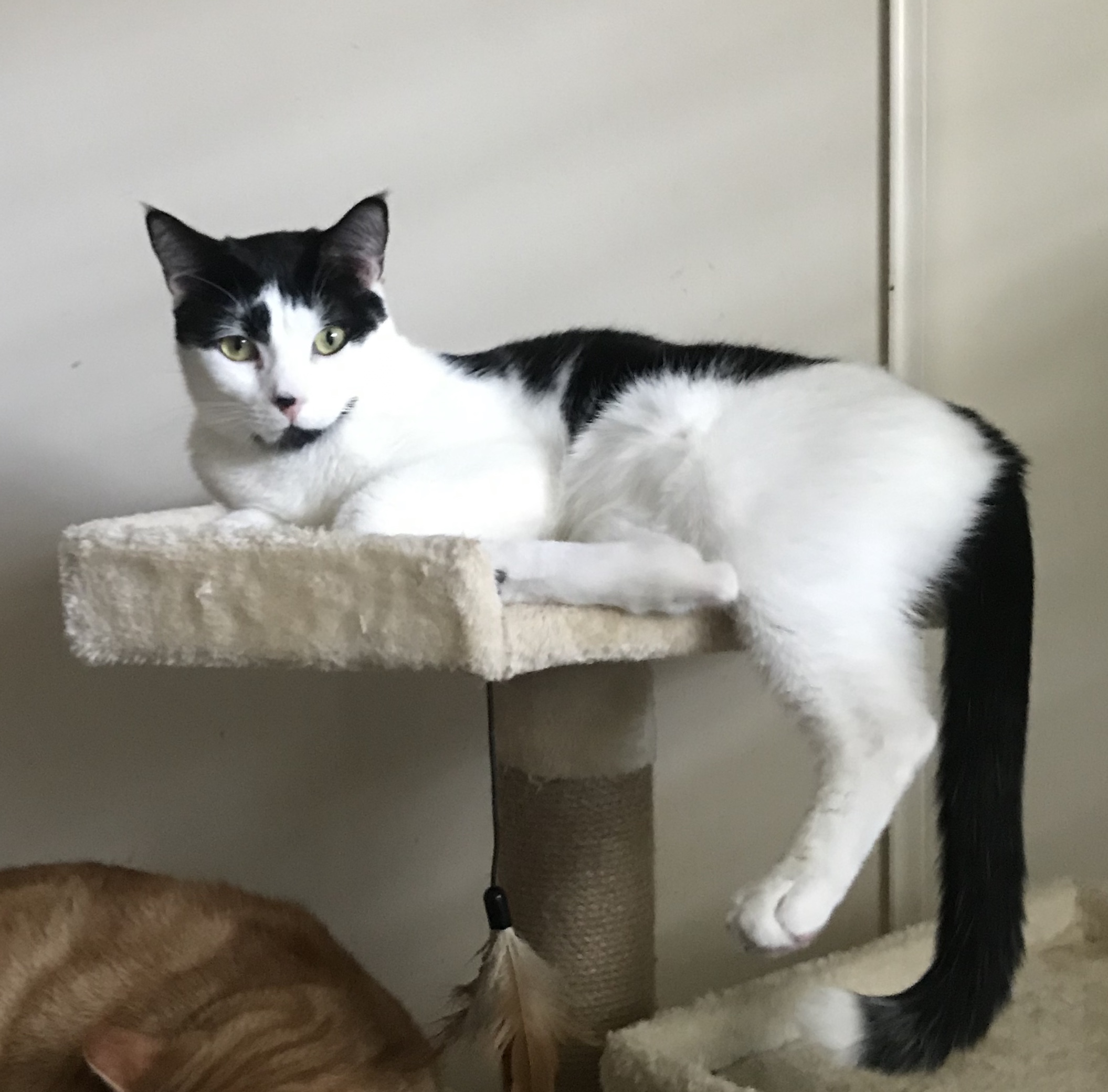 Quade, a Adoptable Domestic Short Hair in Tustin, CA image 2/3