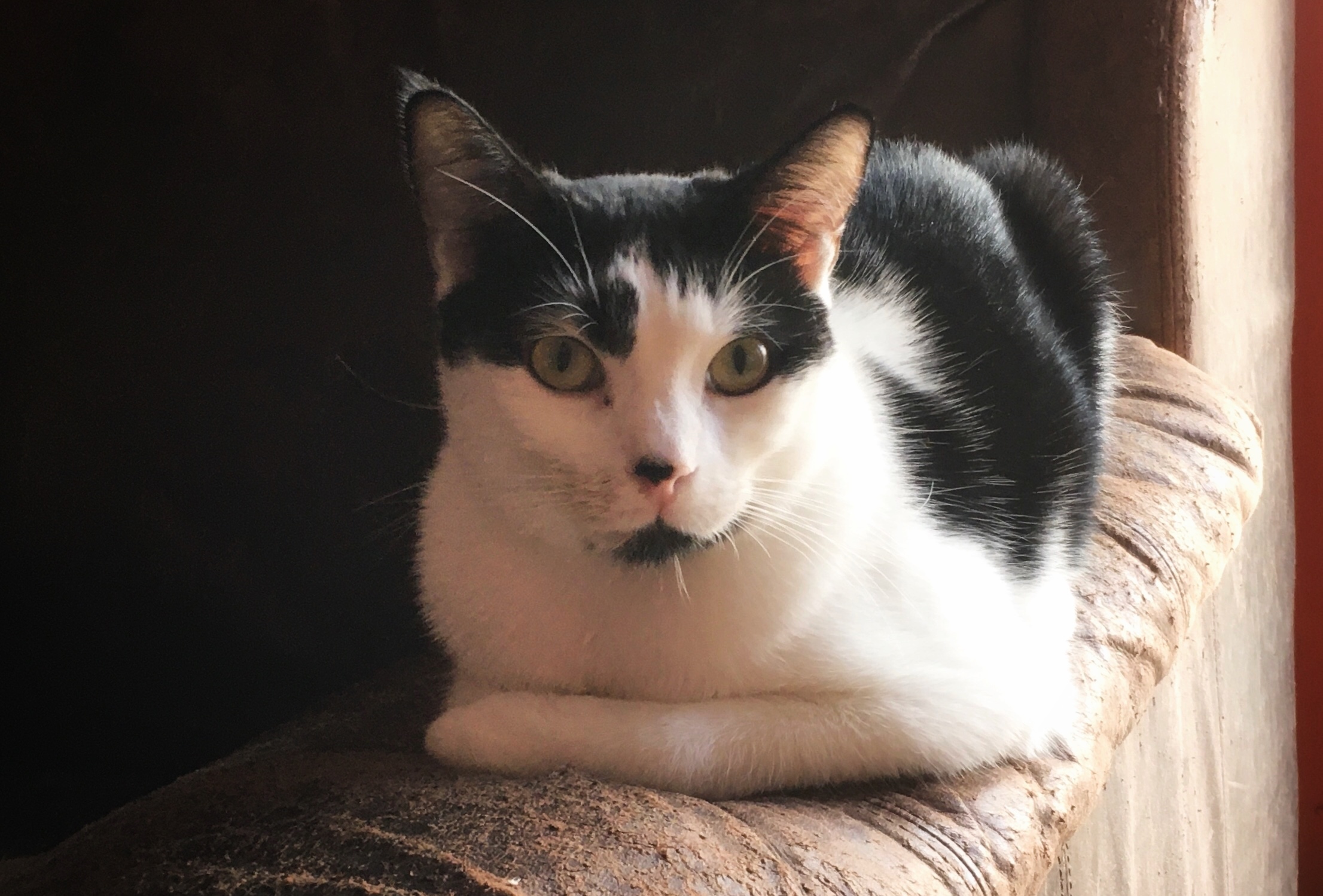 Quade, a Adoptable Domestic Short Hair in Tustin, CA image 3/3