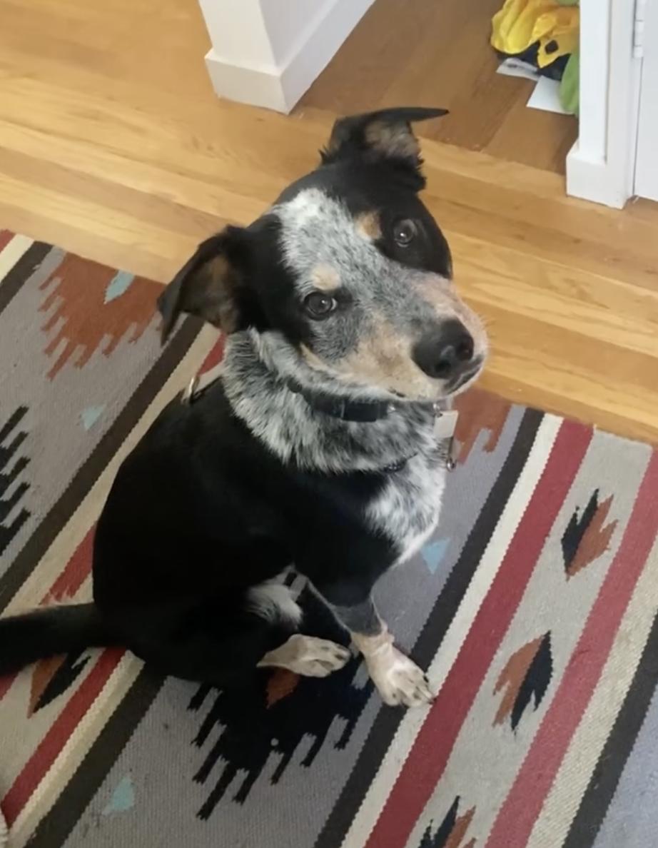 Banks, an adopted mixed breed in Berkeley, CA image 5/6