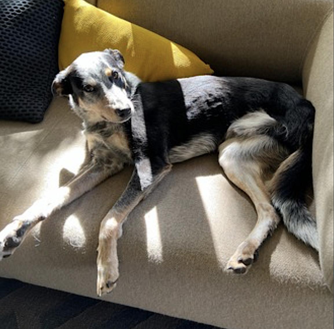 Banks, an adopted mixed breed in Berkeley, CA image 3/6
