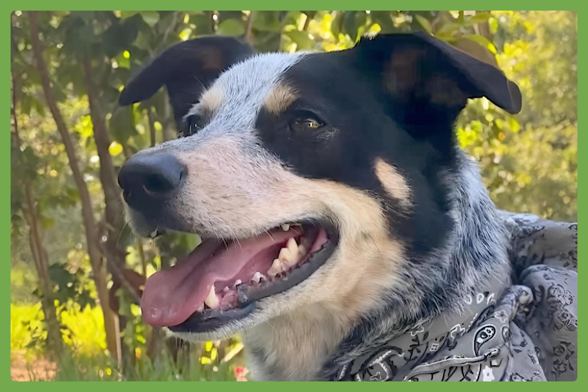 Banks, an adopted mixed breed in Berkeley, CA image 1/6