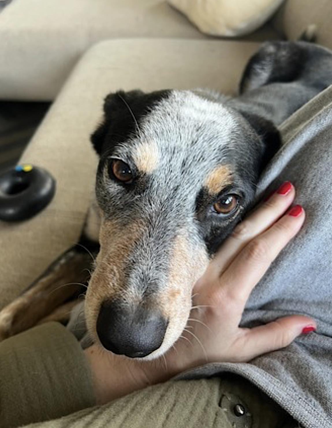 Banks, an adopted mixed breed in Berkeley, CA image 4/6