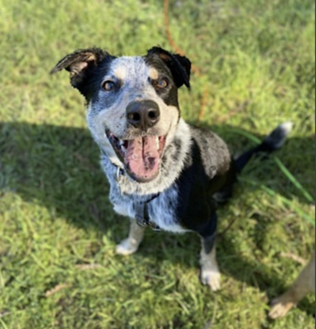 Banks, an adopted mixed breed in Berkeley, CA image 2/6